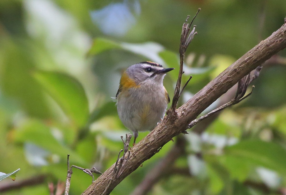 Madeira Firecrest - ML106769051