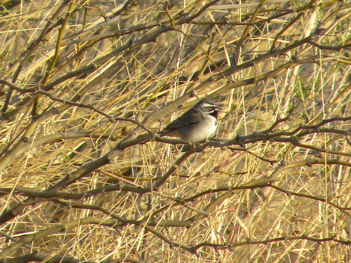 Black-throated Sparrow - ML106769261