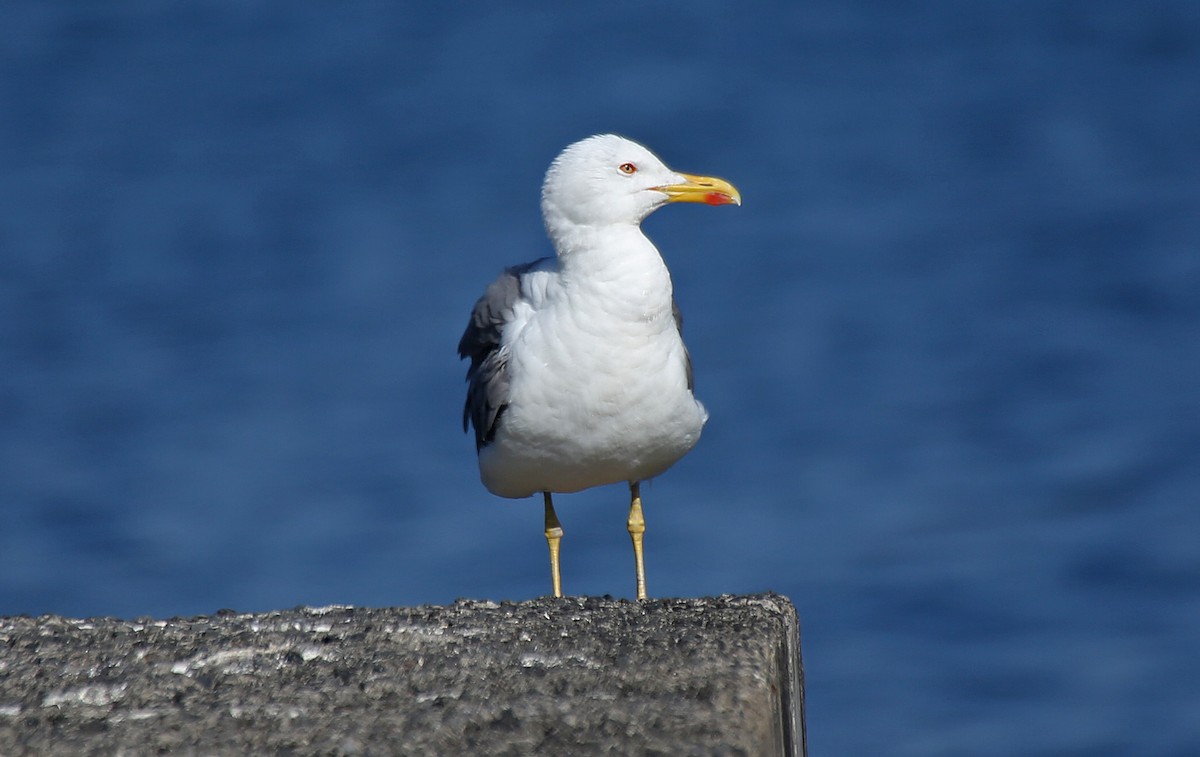 Yellow-legged Gull - Paul Chapman