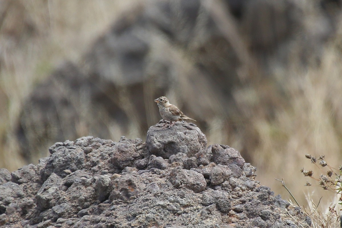 Rock Sparrow - Paul Chapman