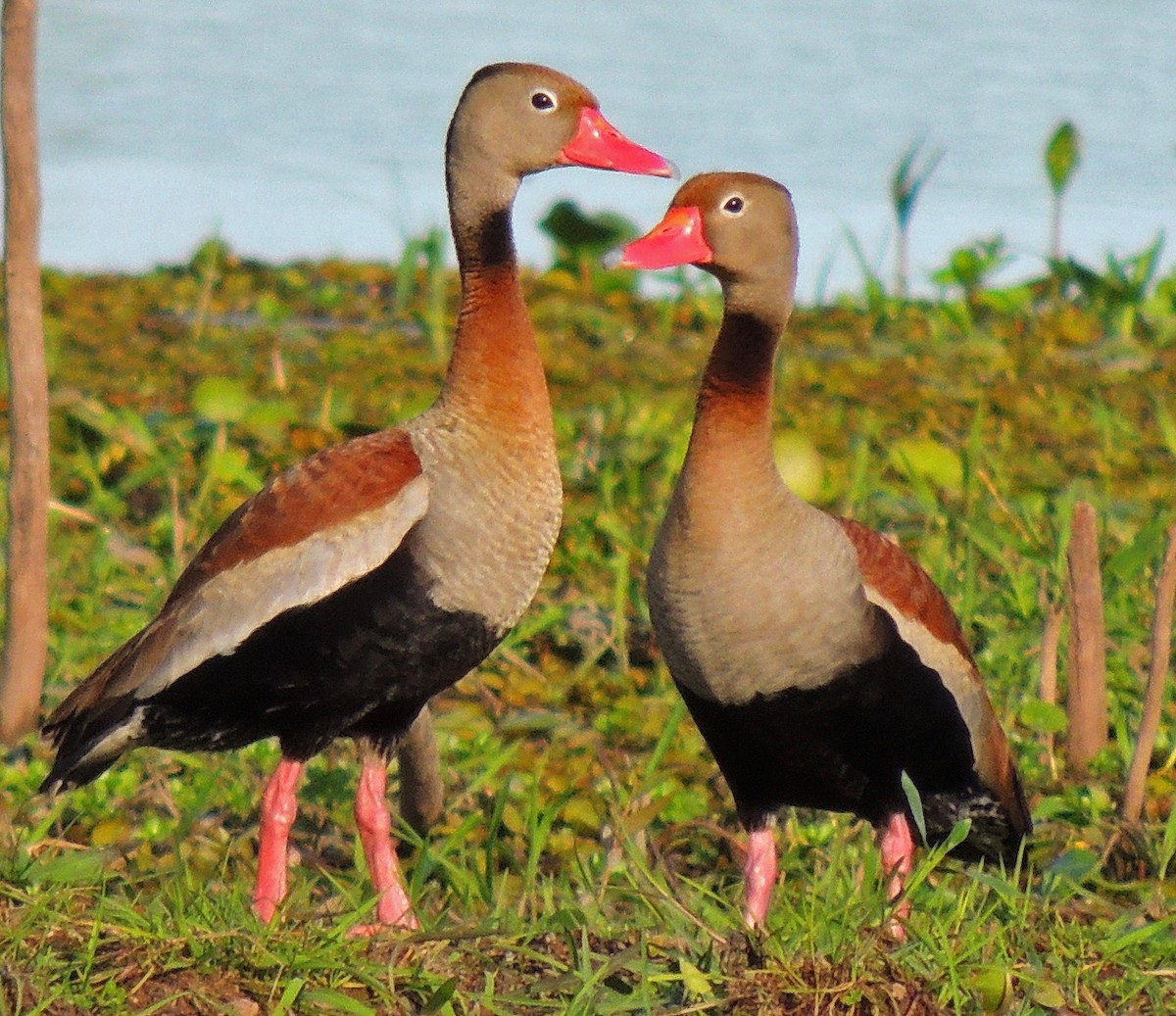 Black-bellied Whistling-Duck - ML106771361