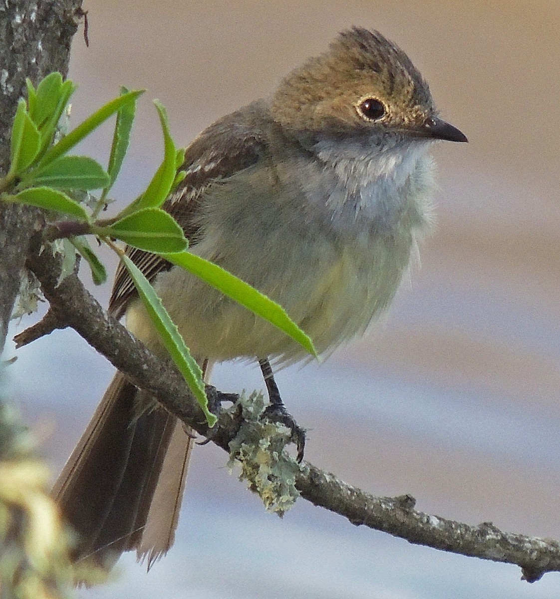 Large Elaenia - ML106771491