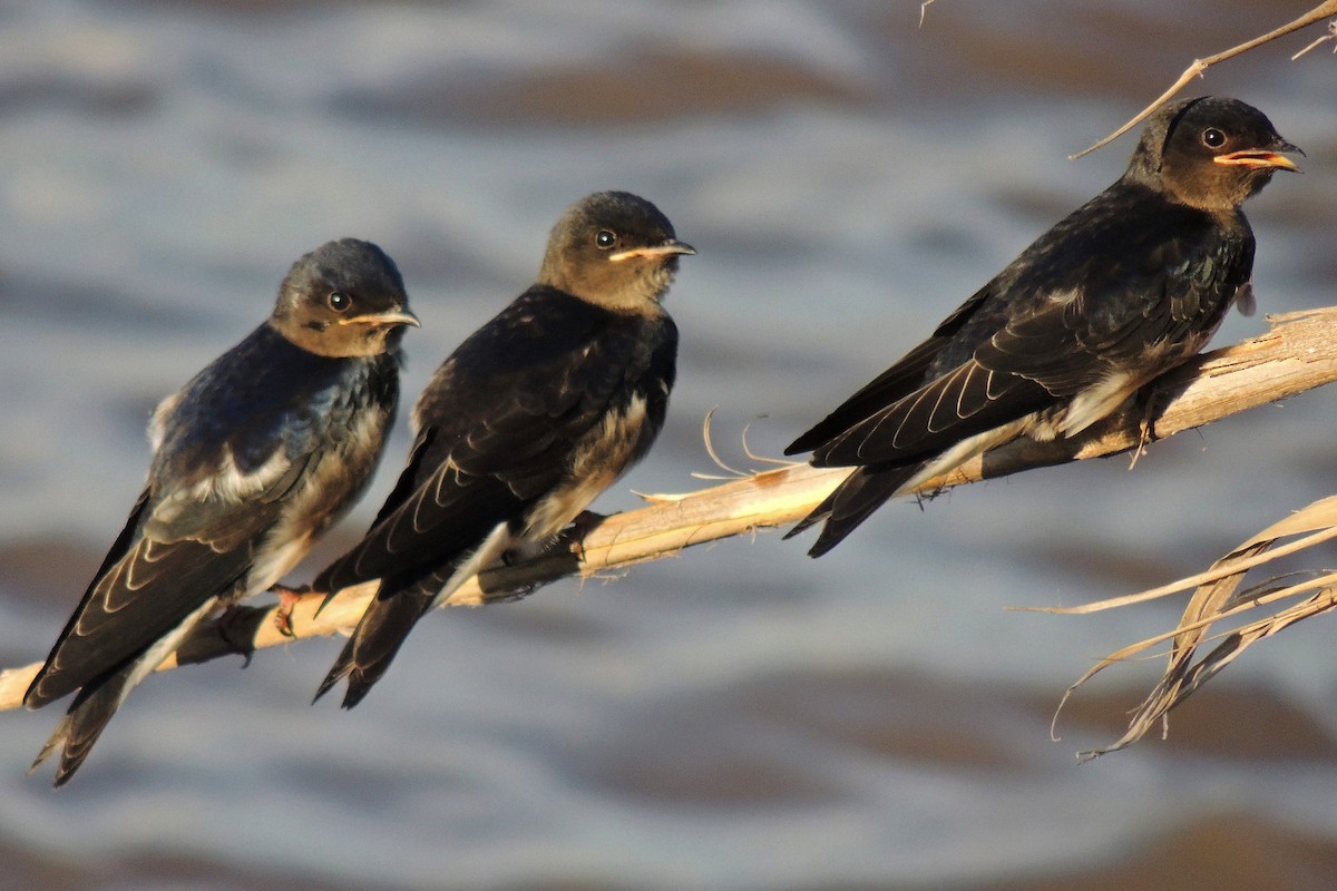 Gray-breasted Martin - ML106771731