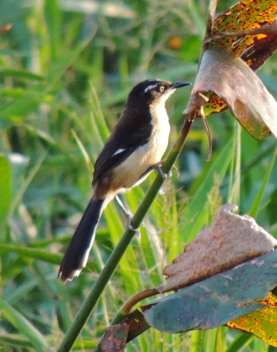 Black-capped Donacobius - ML106771771