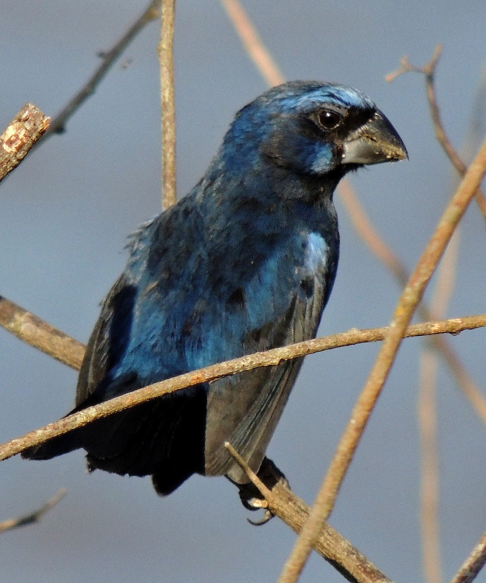 Ultramarine Grosbeak - ML106771861