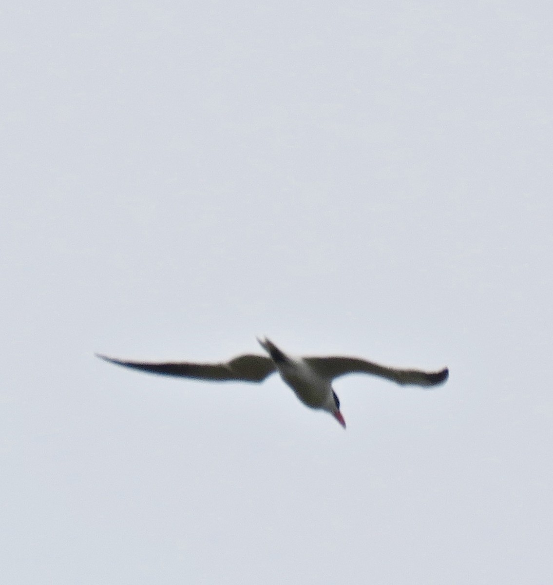 Caspian Tern - Jennifer Rycenga