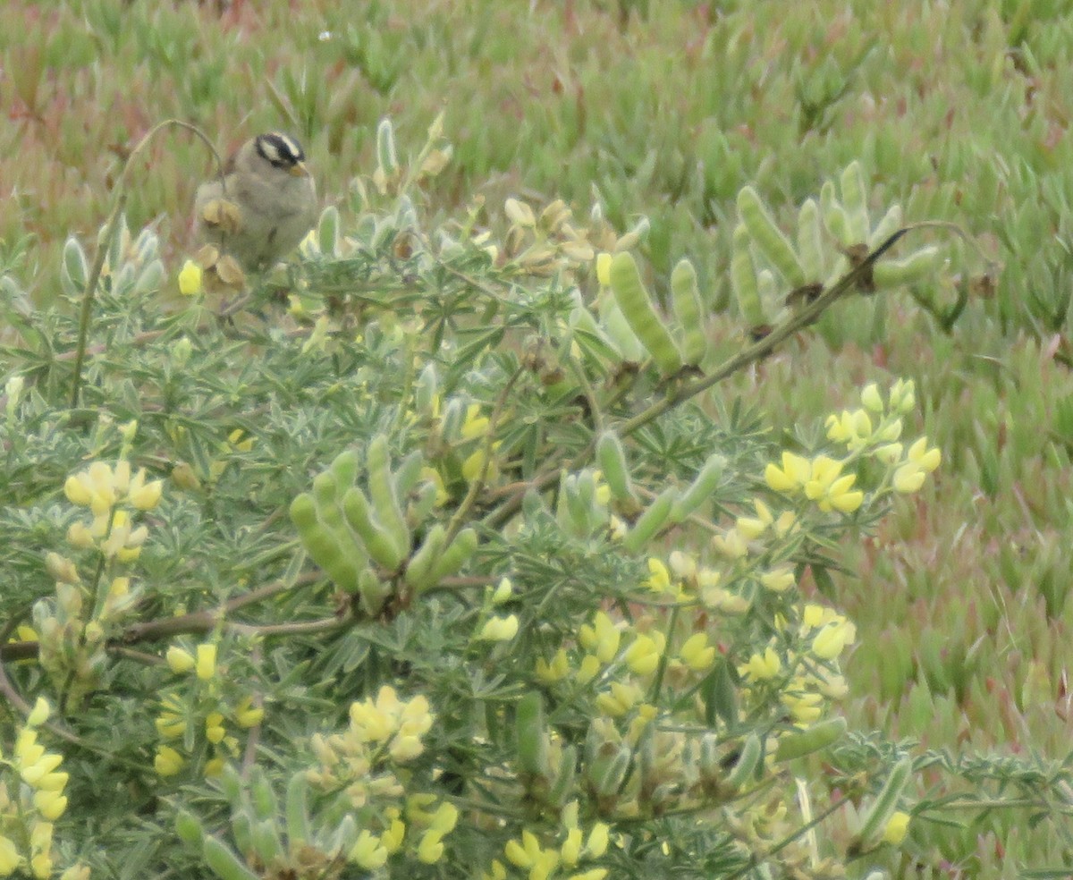 White-crowned Sparrow - ML106772041