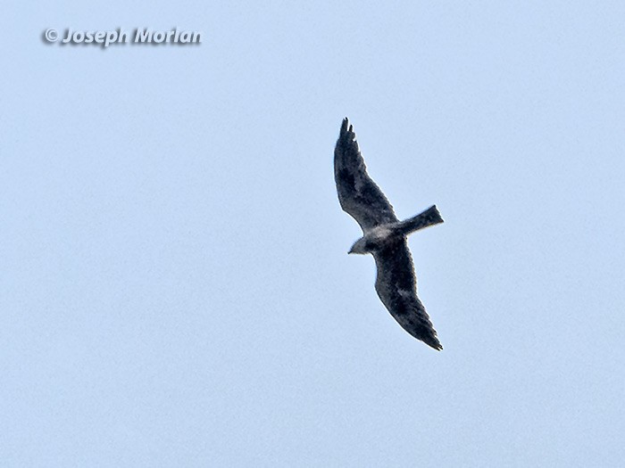 Mississippi Kite - ML106772091