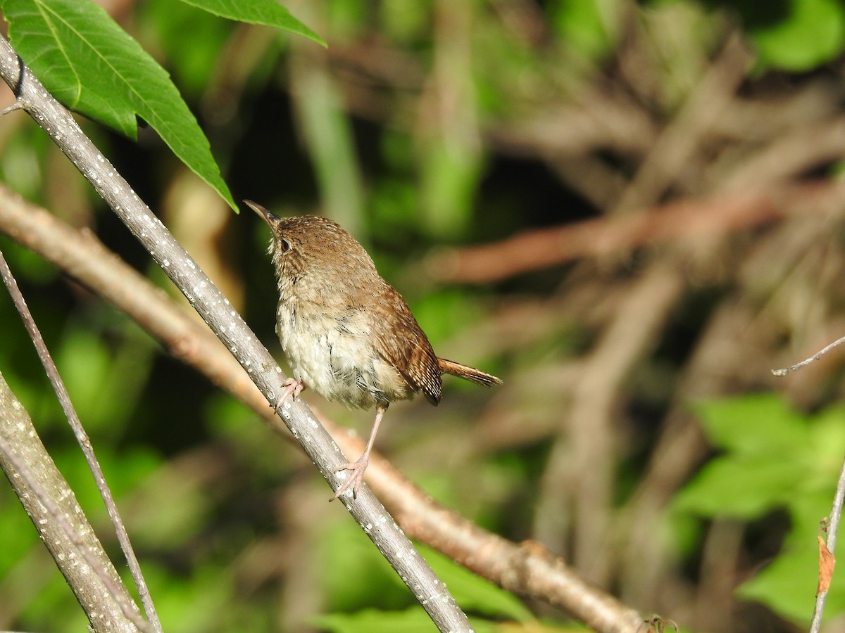 House Wren - ML106773671