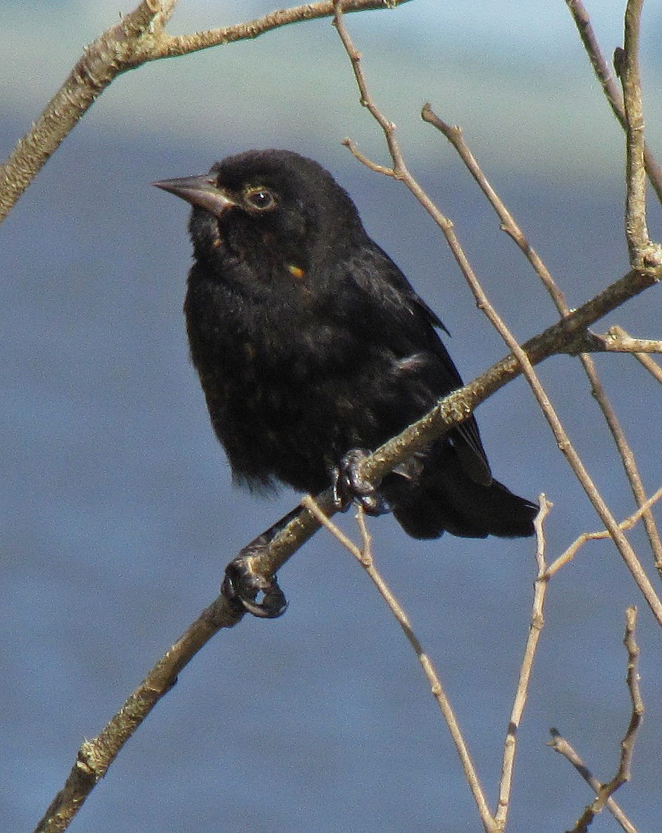 Unicolored Blackbird - ML106773721