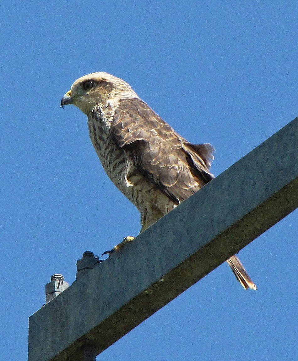 Roadside Hawk - ML106773961