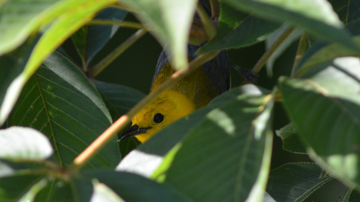 Prothonotary Warbler - ML106774641