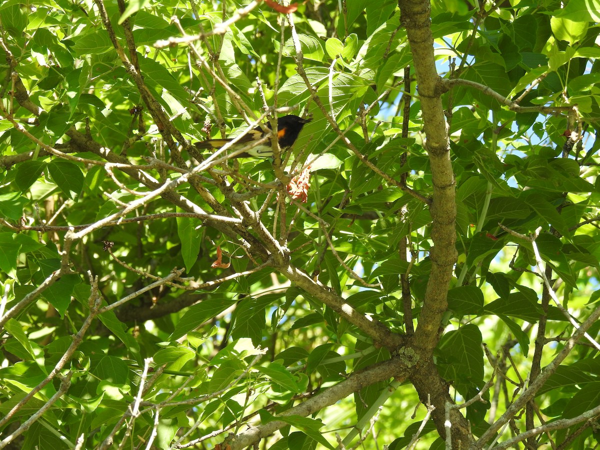 American Redstart - ML106774911