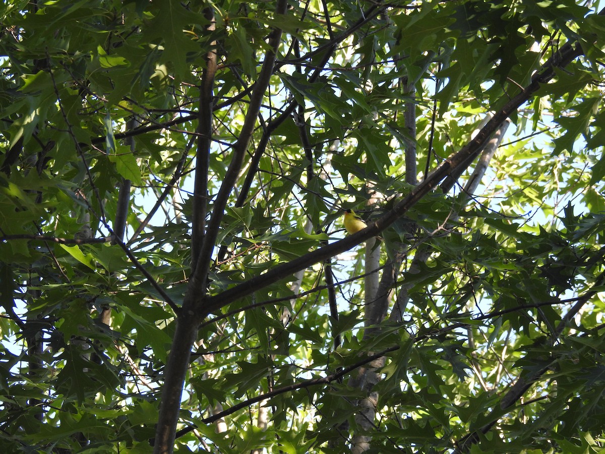 American Goldfinch - ML106775121