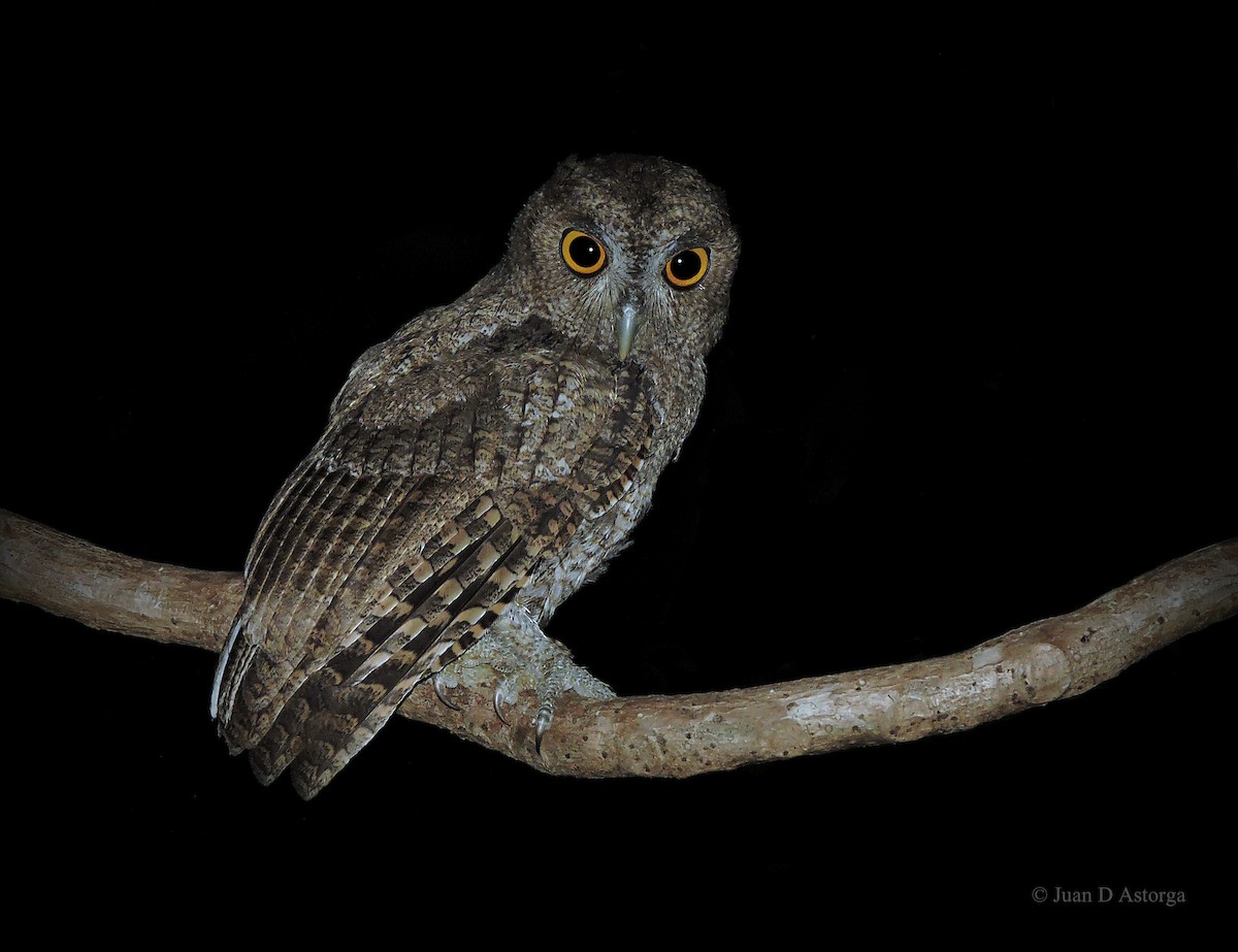 Pacific Screech-Owl - ML106775251