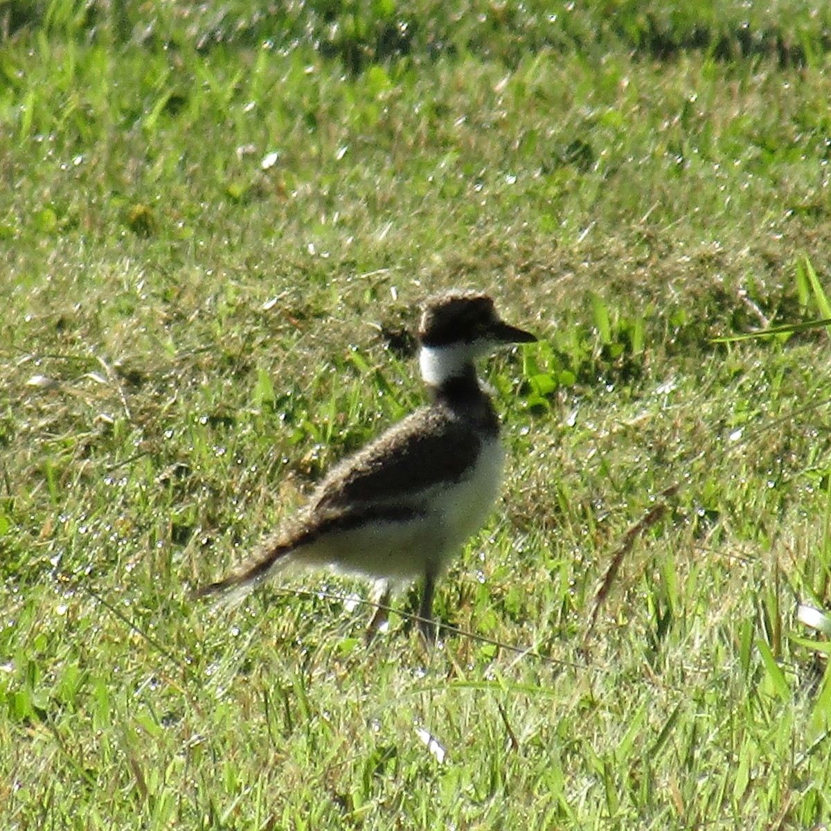 Killdeer - ML106777071