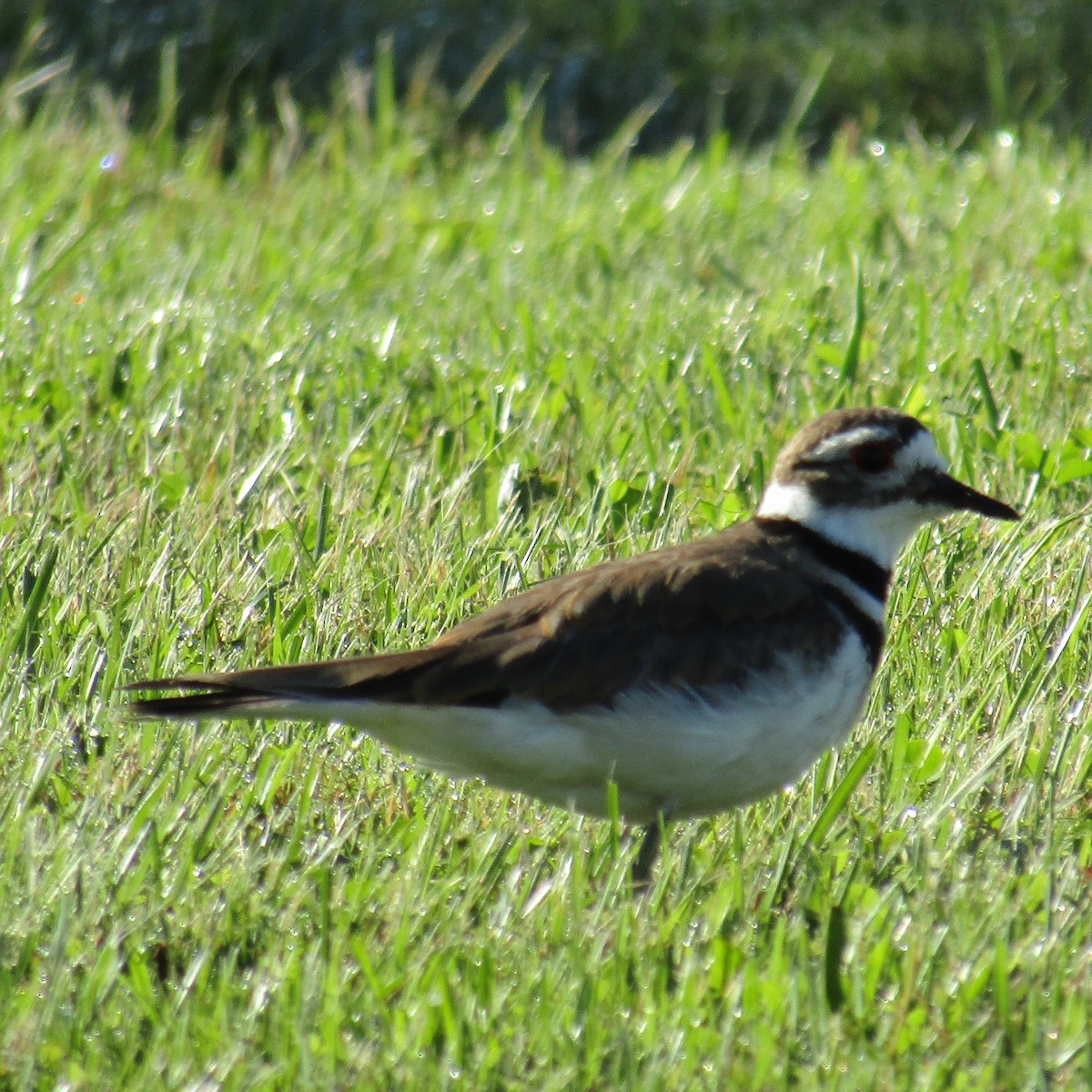 Killdeer - ML106777081