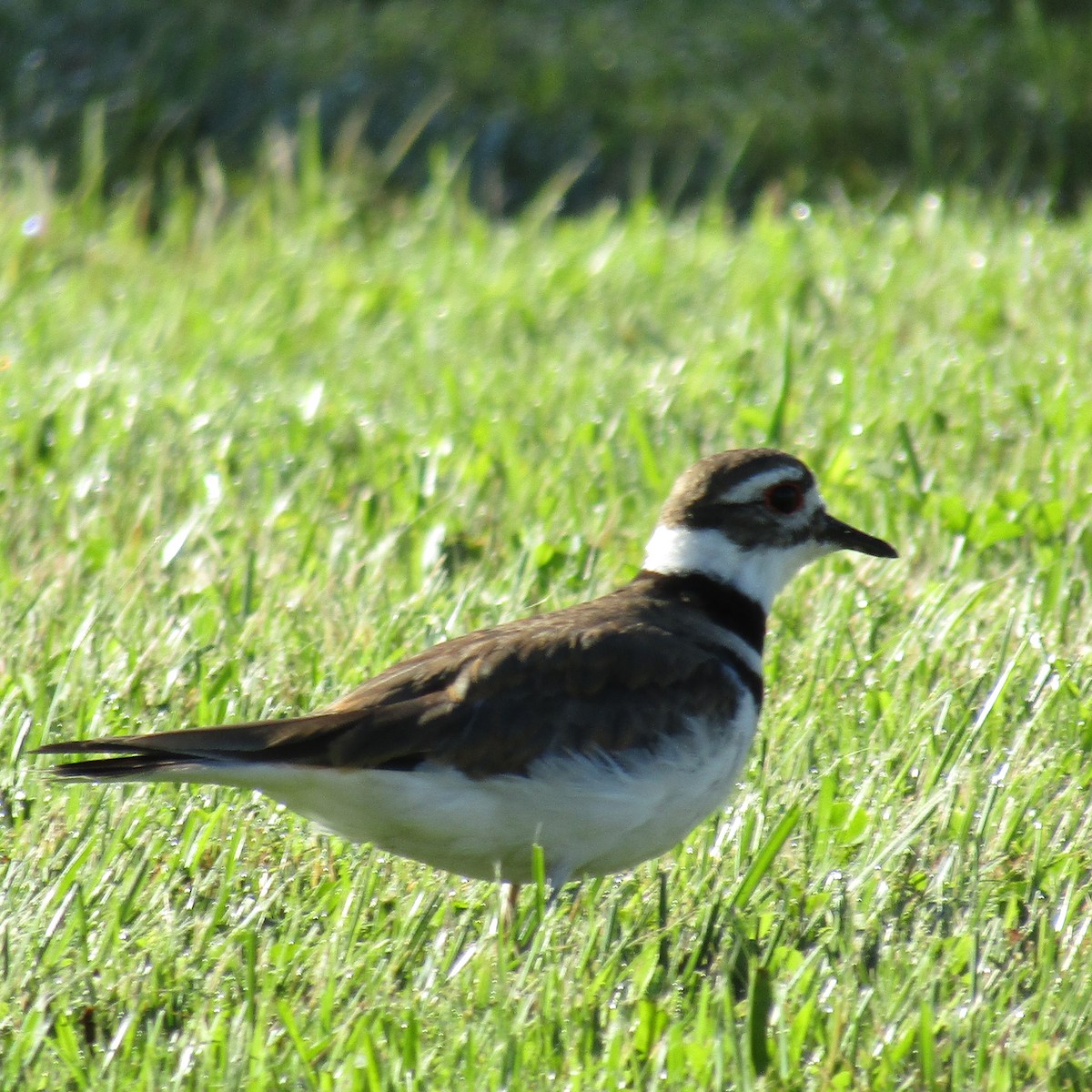 Killdeer - ML106777101
