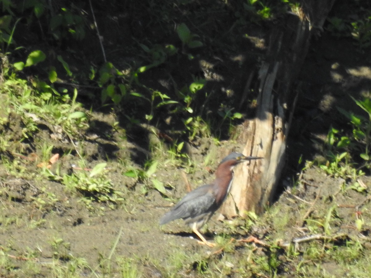 Green Heron - elwood bracey