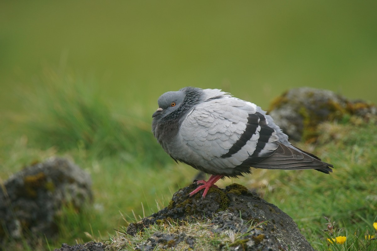 Rock Pigeon - Nevine Jacob