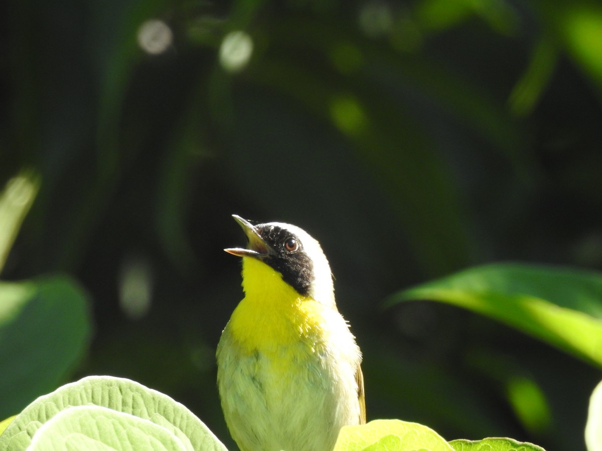 Common Yellowthroat - ML106778101