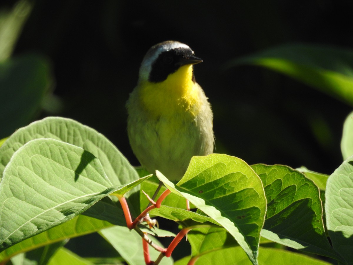 Common Yellowthroat - ML106778161