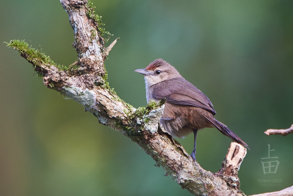 Rufous-fronted Thornbird - Anonymous