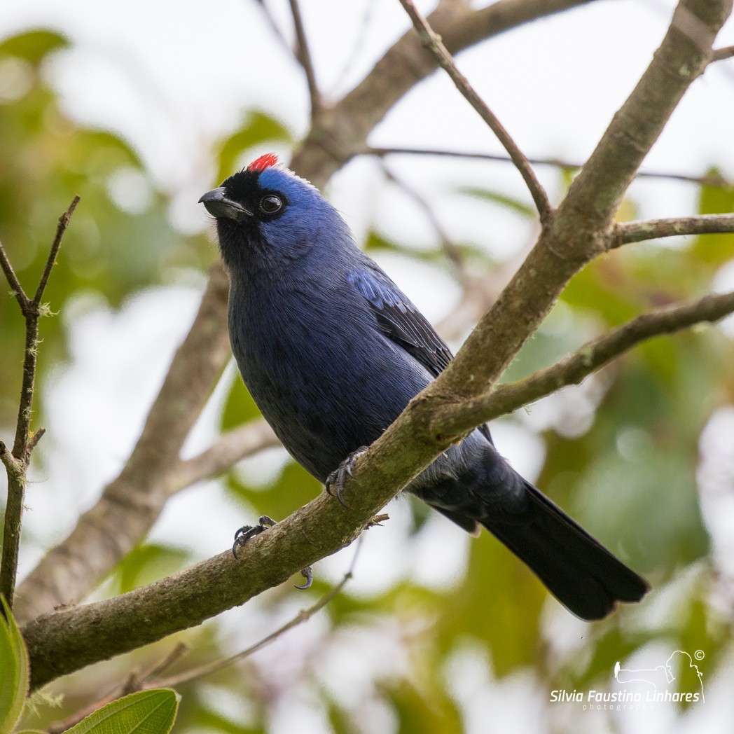 Diademed Tanager - Silvia Faustino Linhares