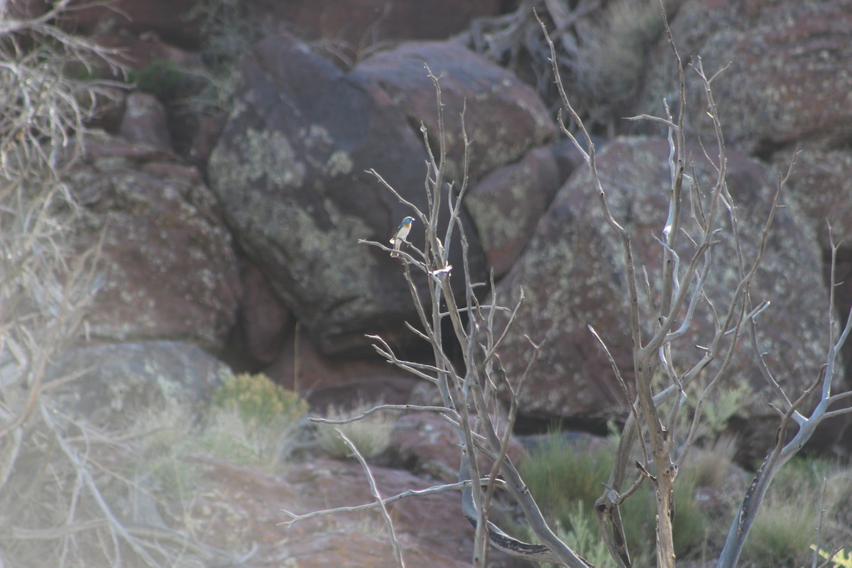 Lazuli Bunting - ML106782671