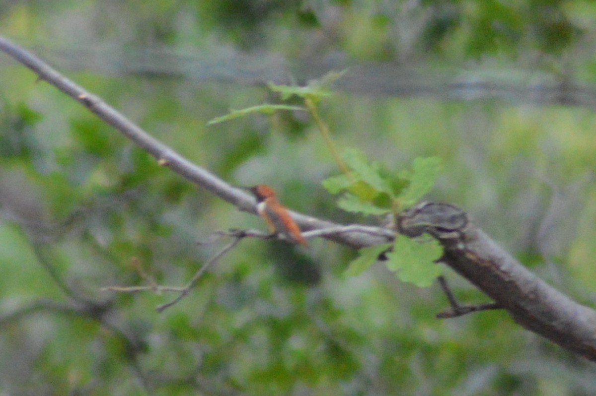 Rufous Hummingbird - Michelle Brock