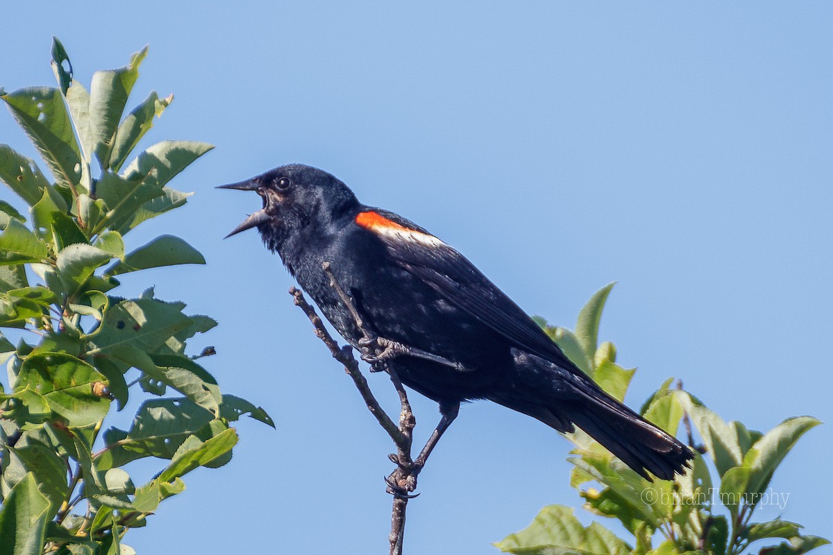 Red-winged Blackbird - Brian Murphy