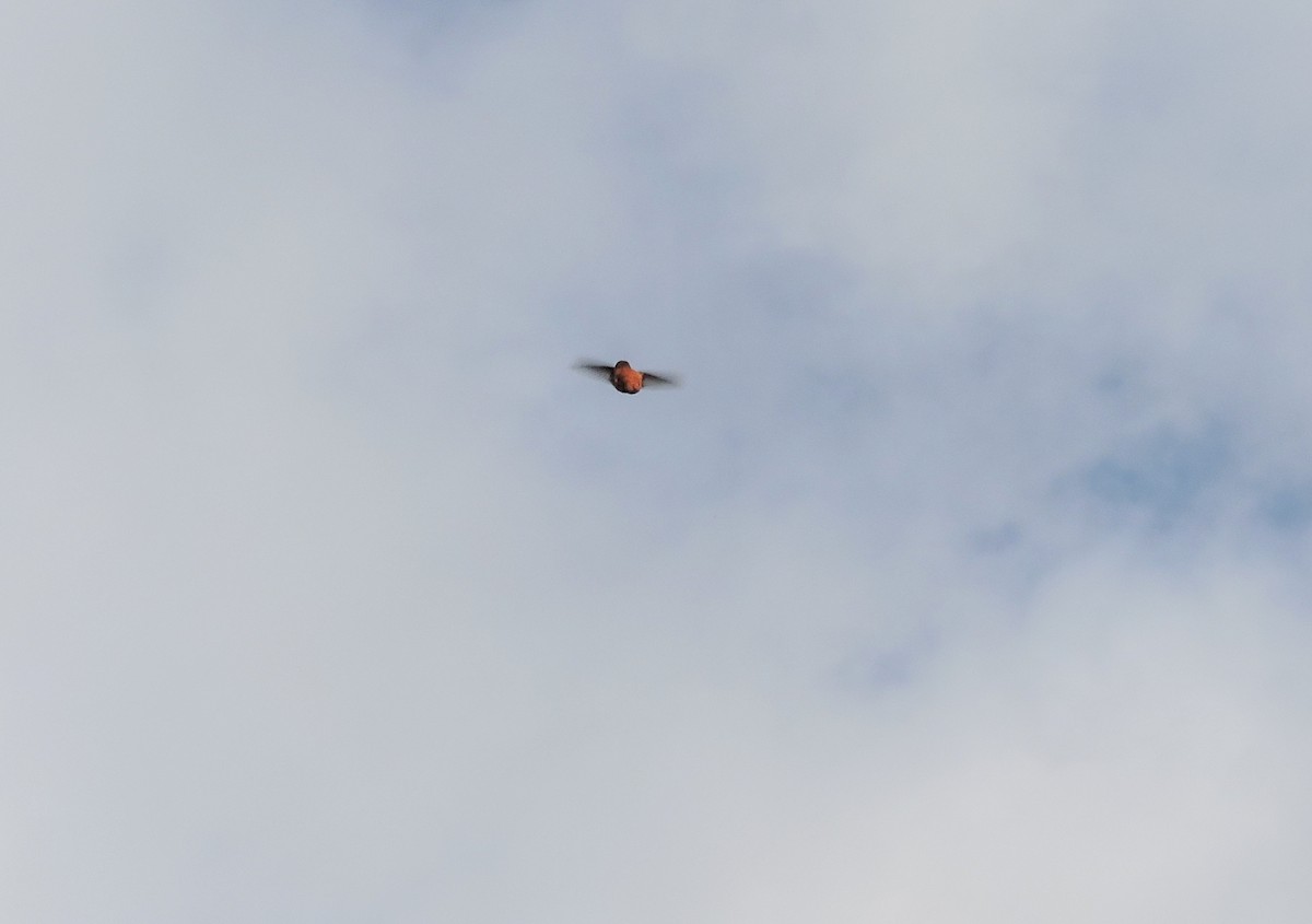 Rufous Hummingbird - ML106786091