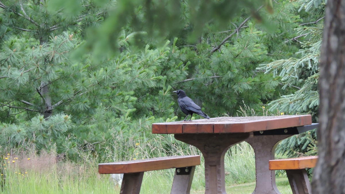 American Crow - ML106786201