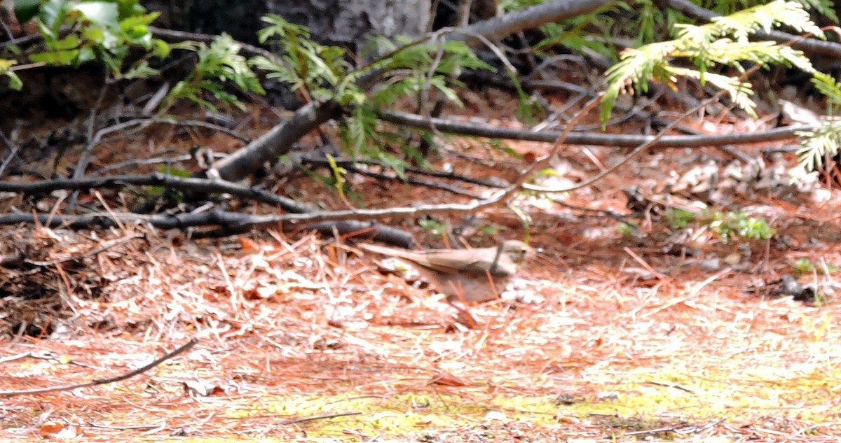 Swainson's Thrush - ML106786311