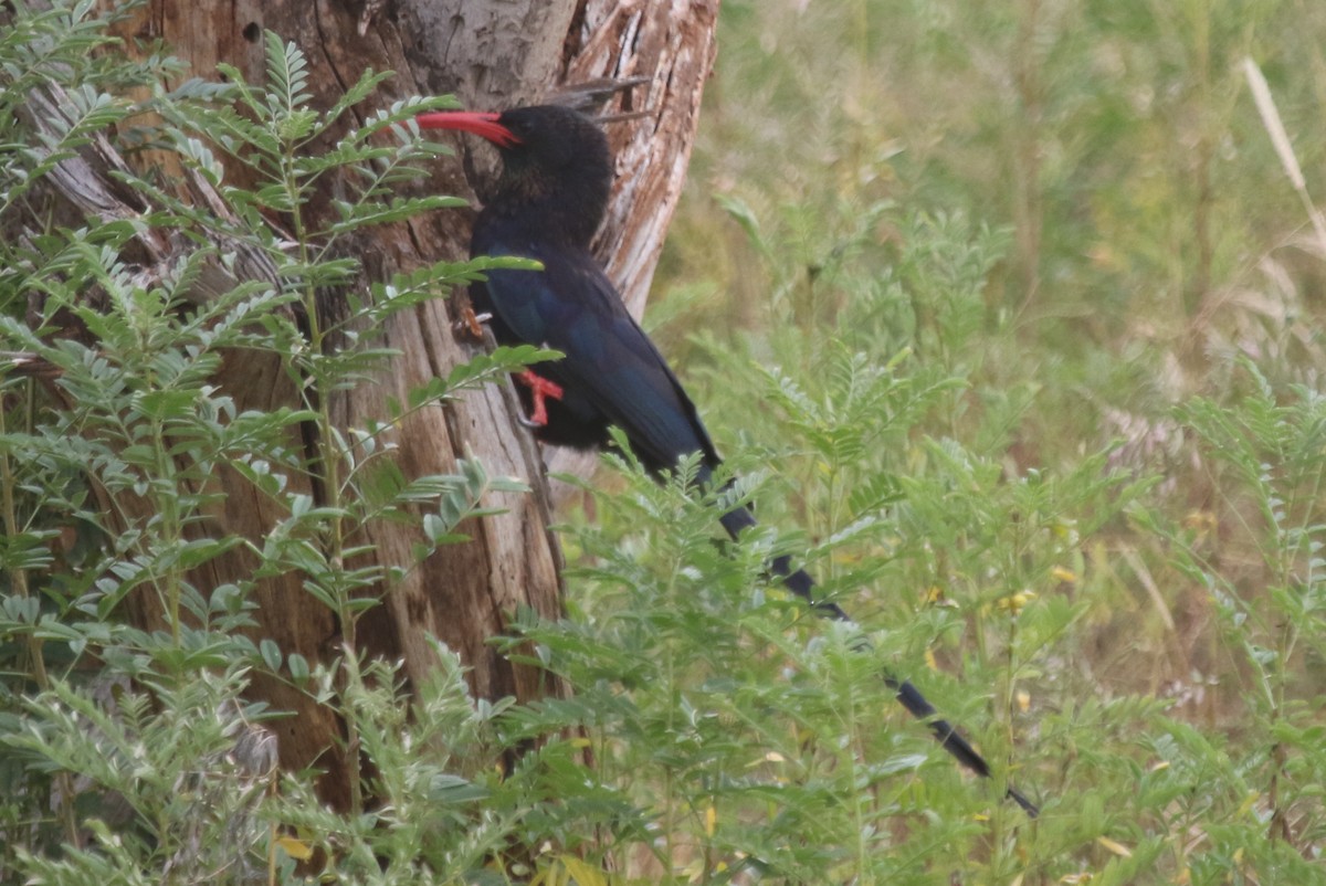 Violet Woodhoopoe - ML106786331