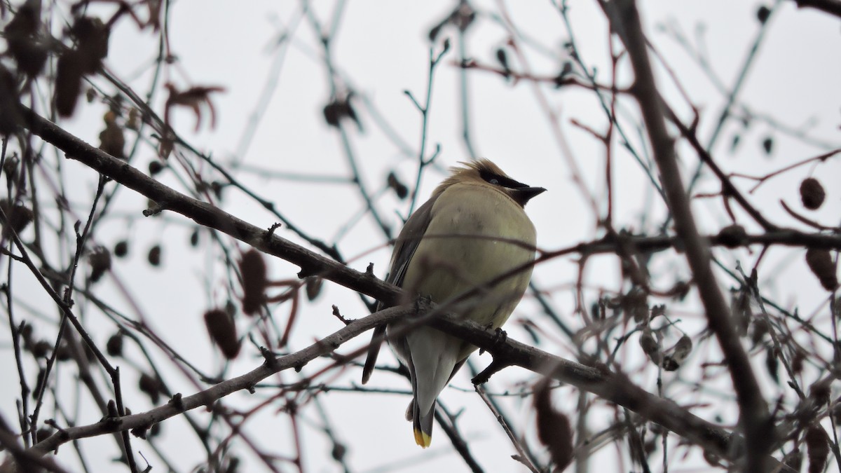 Cedar Waxwing - ML106786501