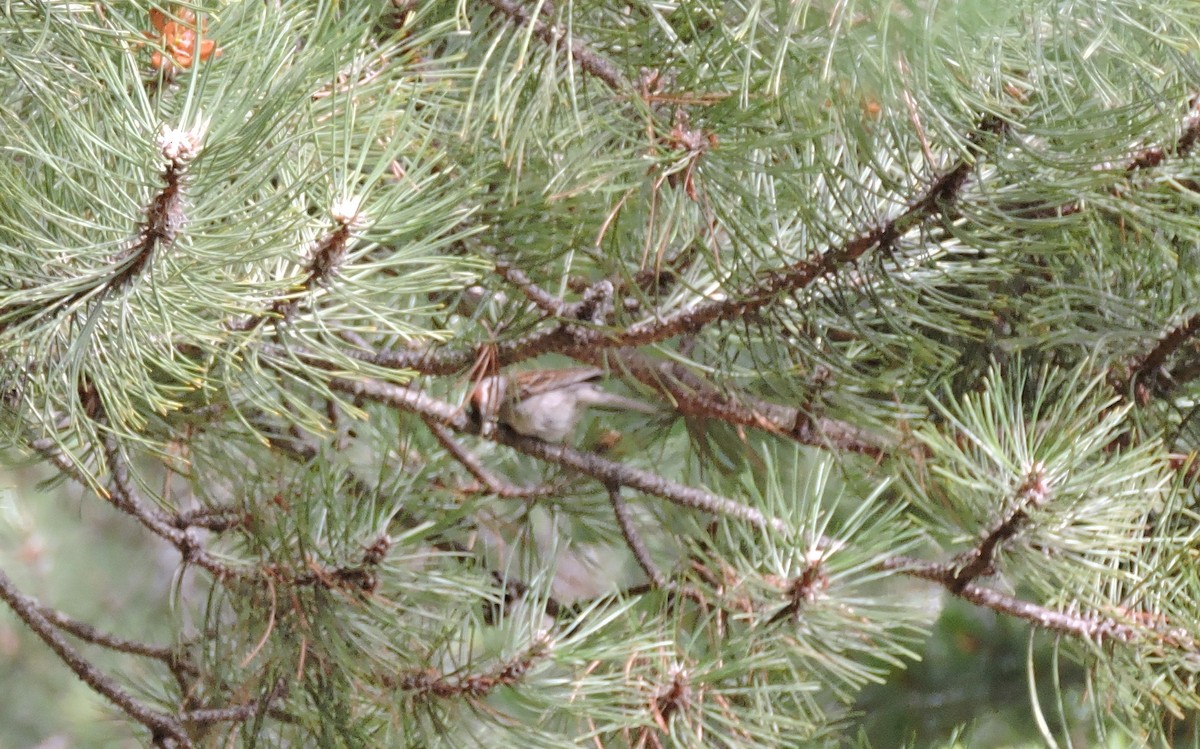 Chipping Sparrow - ML106786591