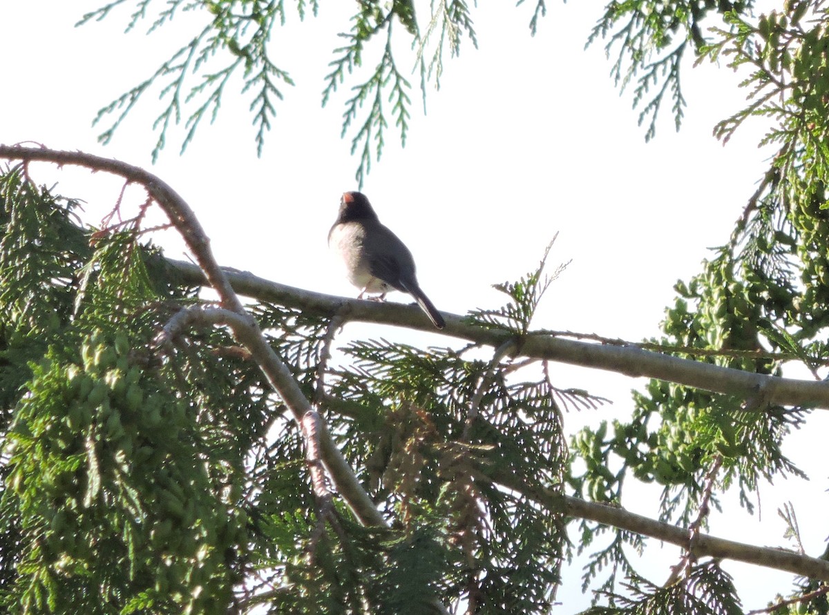 Dark-eyed Junco - ML106786721