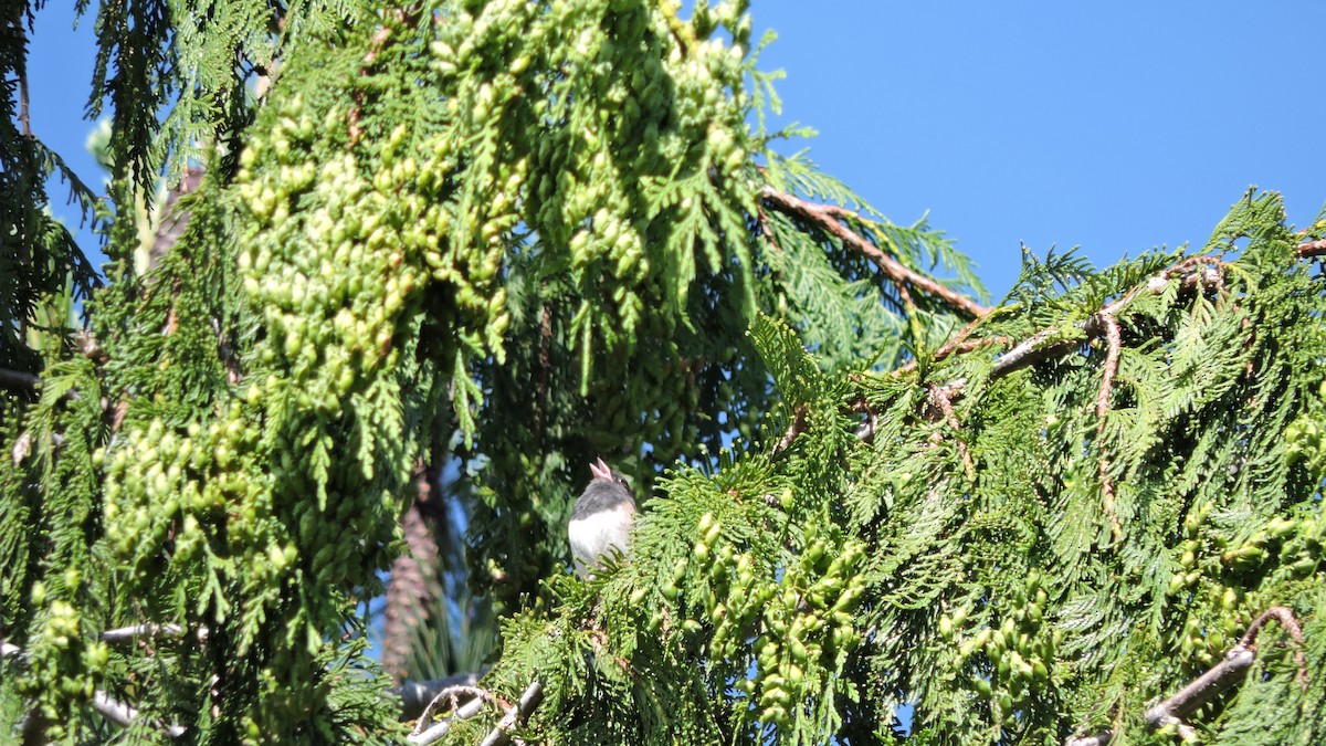 Dark-eyed Junco - ML106786771