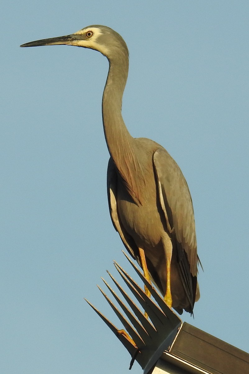 White-faced Heron - Colin Trainor