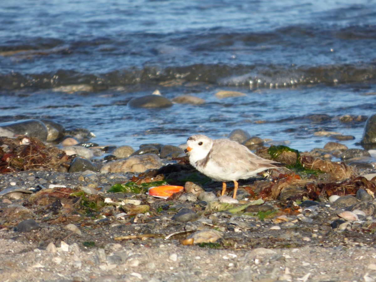 Piping Plover - ML106787781