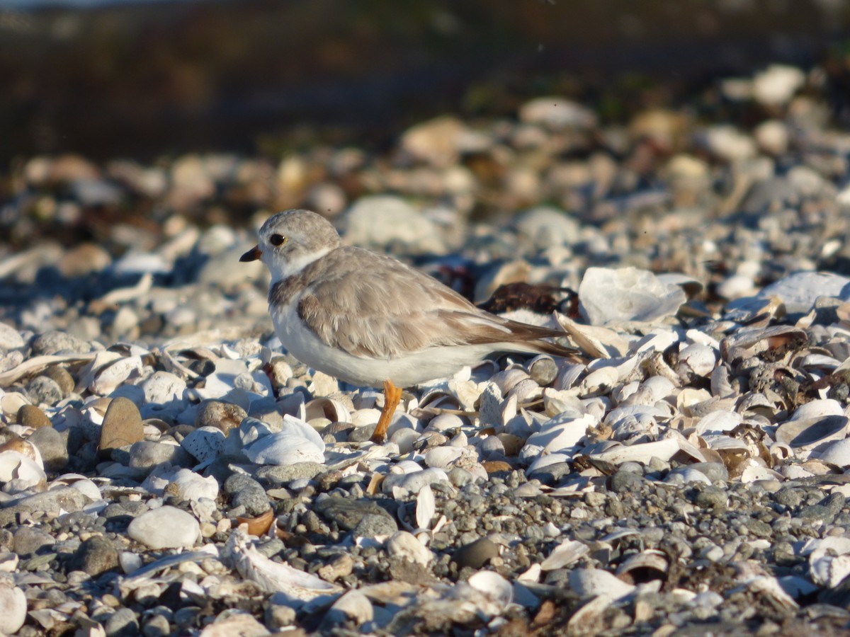 Piping Plover - ML106787801