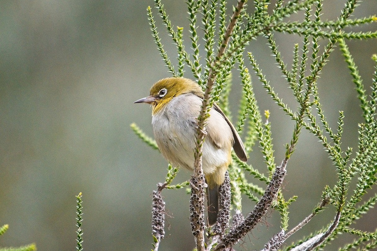 Zostérops à dos gris - ML106788281