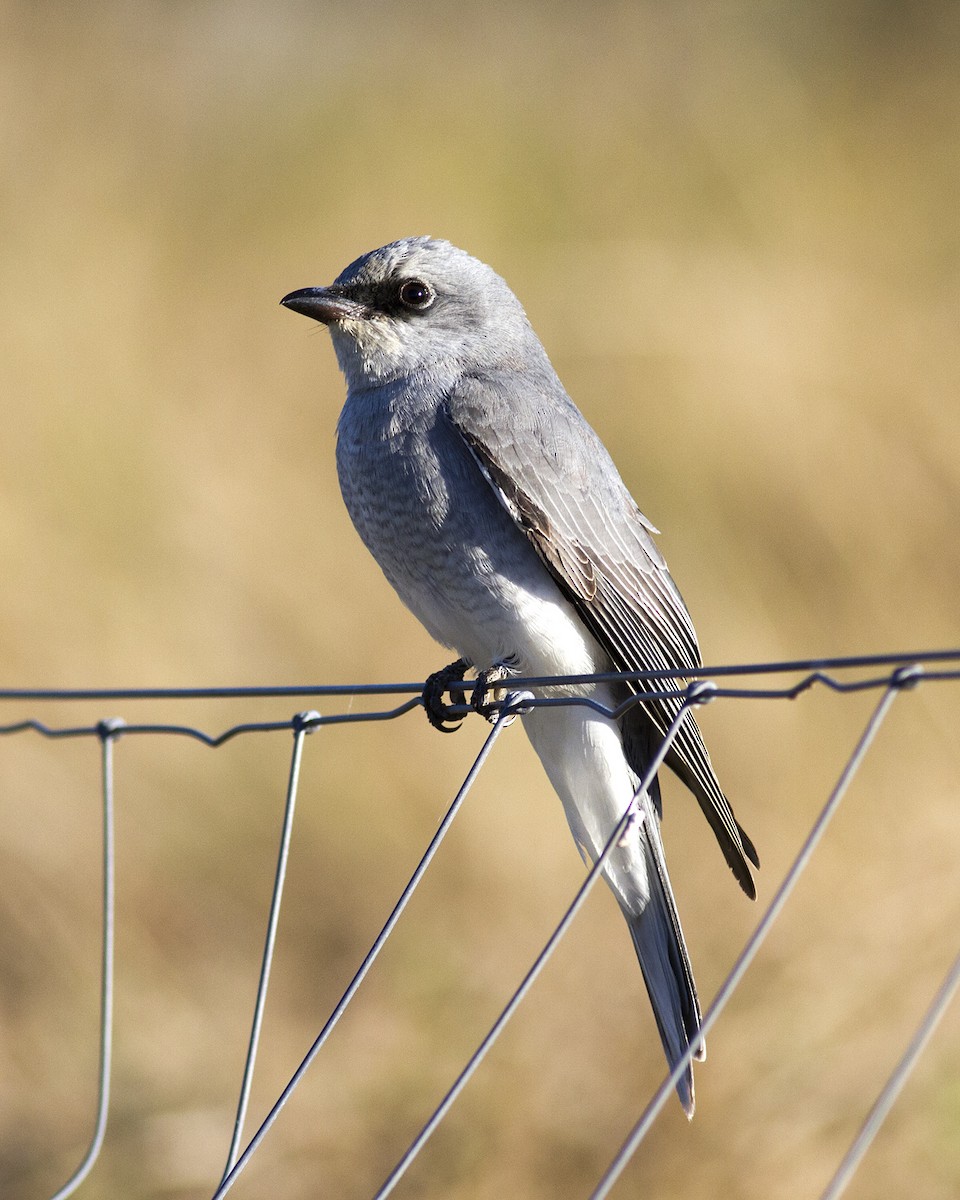 White-bellied Cuckooshrike - ML106788311