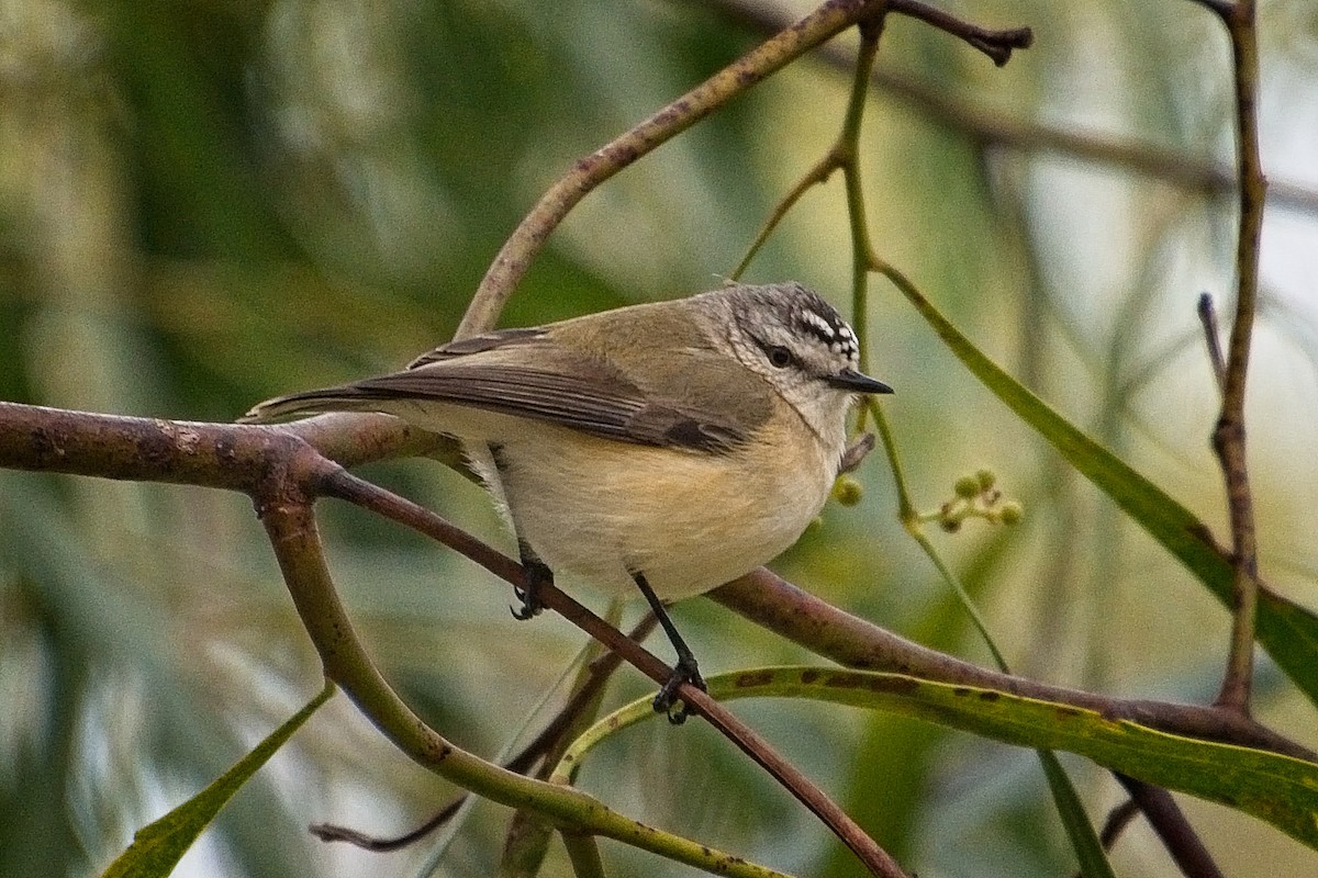 Yellow-rumped Thornbill - ML106788621