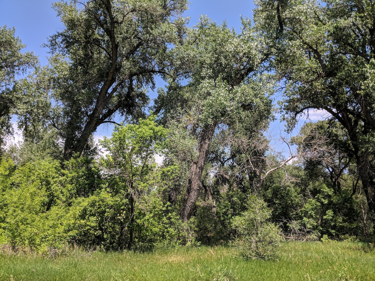 Western Wood-Pewee - ML106788871