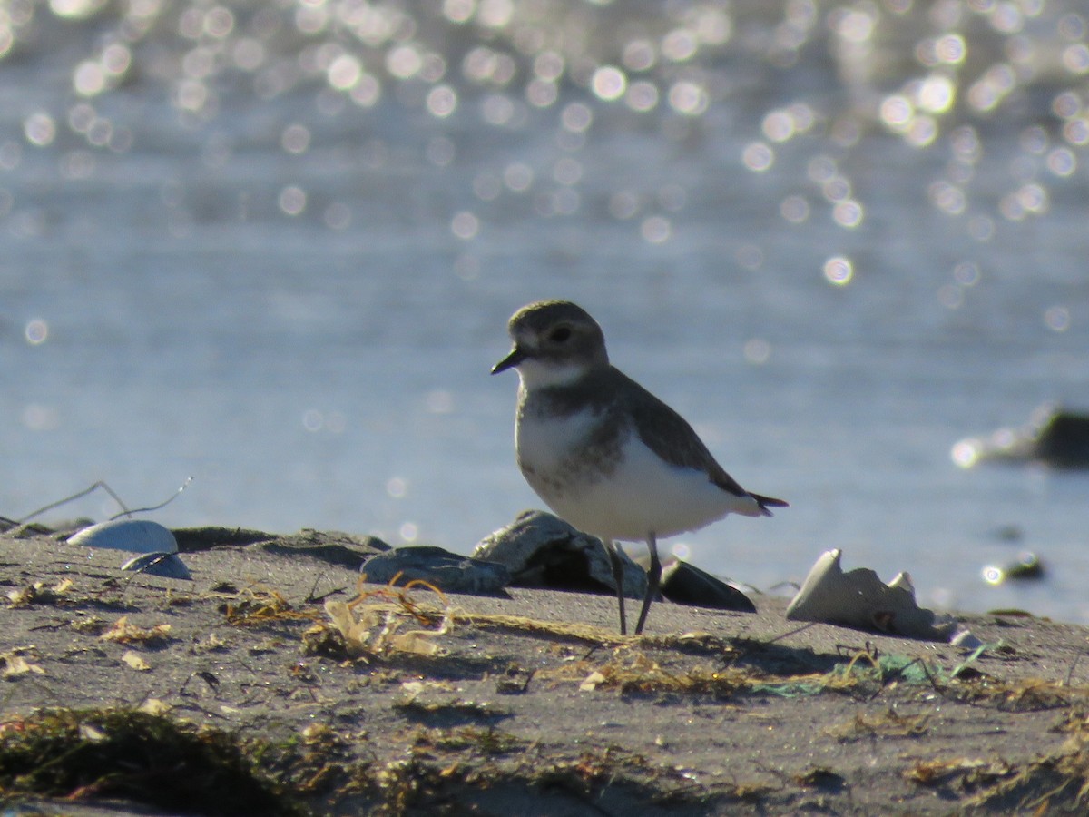 Two-banded Plover - ML106790411