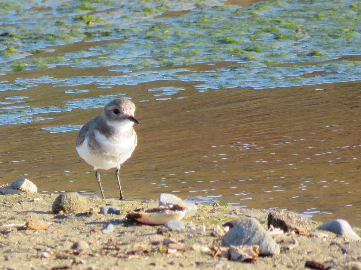 Two-banded Plover - ML106790421