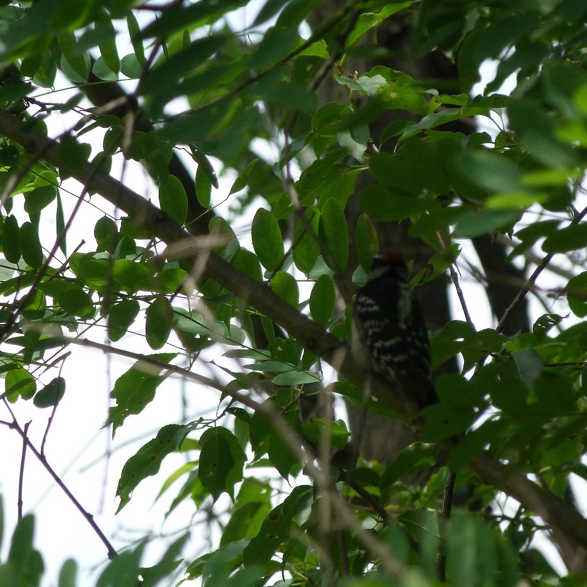 Downy Woodpecker (Eastern) - ML106791211