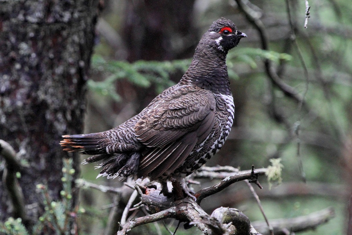 Spruce Grouse - ML106791381
